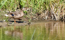 Mallard Duck On The Bank Of The River.