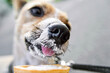 Dog's nose in close-up, smeared in vanilla ice cream. Funny cute charming photo with pets in summer. Lifestyle photos. Selective focus. Like ice cream with your tongue. Sunlight. Blurred background