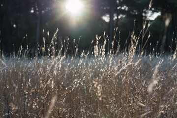 Closeup shot of a grass field under the sun rays