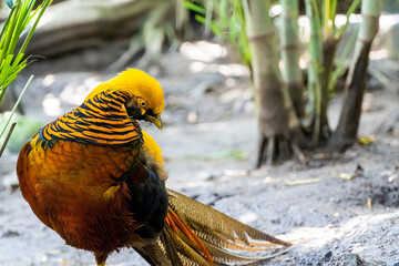 Chrysolophus pictus, golden pheasant beautiful bird with very colorful plumage, golds, blues, greens, mexico