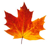 Fototapeta  - Colorful autumn maple leaf cut out