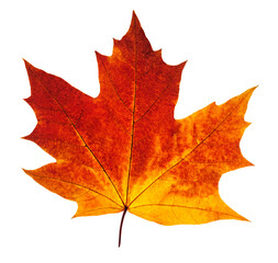 colorful autumn maple leaf cut out