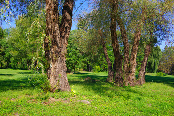 Wall Mural - View of green trees in a clearing with green grass.