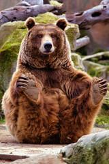 Wall Mural - funny bear sitting while staring straight ahead