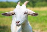 Fototapeta  - white goat in sunny summer day, close up