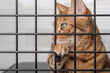 © Svetlana Rey - The muzzle of a sad cat is visible through the bars of the pet shelter.