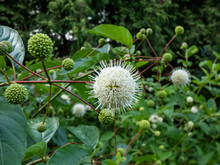 Flowering Plant Buttonbush, Button-willow Or Honey-bells (Cephalanthus Occidentalis) Blooming In Summer. Macro Shot Of White Flower Arranged In Spherical Inflorescence
