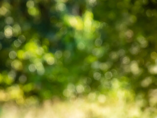 Wall Mural - Green bokeh effect and purposely blurred view of sunlight throught green leaves. Green and fresh feeling. Blurry background with photographic bokeh effect in nature tones