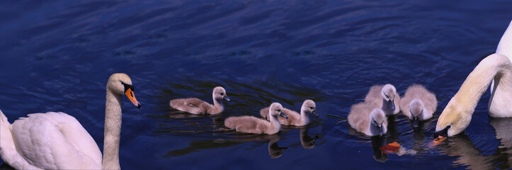 Wall Mural - Children of swans learn to get their own food on the lake under the supervision of their mother