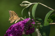 Motyl siedzący na kwitnącym krzewie.