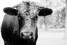 Mud On Face Of Young Bull On Farm Closeup In Black And White.