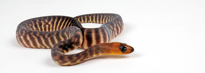 Woma Python (Aspidites ramsayi) - Juvenile / Jungtier