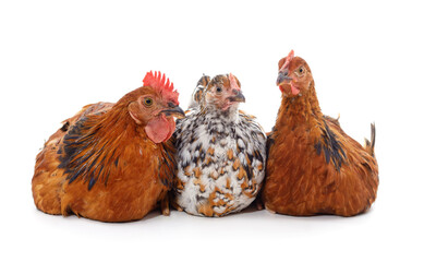 Canvas Print - Three brown chickens.