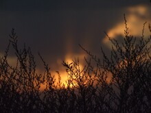 Silhouettes Of Tree Branches With Blue Orange Sunset Sky In The Background