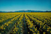 Scenic View Of Daffodil Field Against Clear Blue Sky