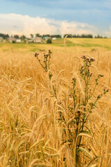 Wall Mural - Weeds on a ripe wheat field.