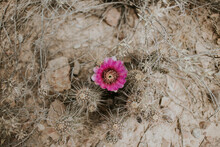 Overhead View Of Pink Flower Growing On Cactus