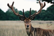 © Cavan Images - Portrait of stag in farm against sky during sunset