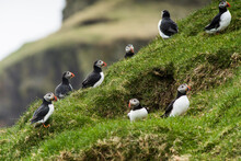 Atlantic puffins perching of field