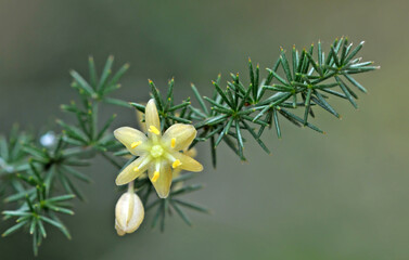 Leaves and flowers of wild Asparagus species