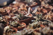 Selective Focus Shot Of A Potted Succulent With Other Succulents In The Background