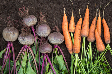 Autumn harvest of fresh raw carrot and beetroot with tops on soil ground in garden, top view. Organic vegetables background