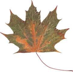 dry maple leaf