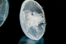 Moon Jellyfish Or Aurelia Aurita