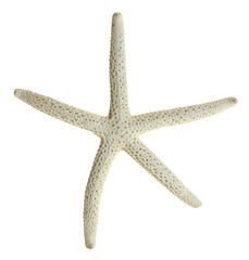 starfish isolated