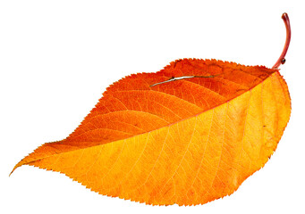 red autumn leaf