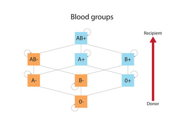 Red blood sell compatibility chart. Recipient and donor blood groups