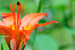 © LaurieSH - closeup of orange tiger lily flower blossom in backyard garden