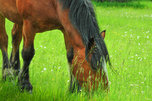 Brown Clydesdale Horse Grazing In The Meadow Flowers