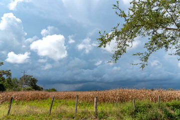 Wall Mural - Dirt road next to a corn crop in a Colombian landscape.