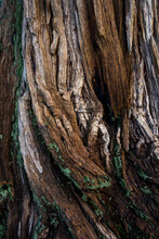 Close-up Of Tree Trunk In Forest
