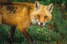 Portrait Of Red Fox Sticking Out Tongue While Walking Grassy Field