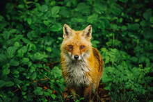 Portrait Of Red Fox Standing On Field By Plants