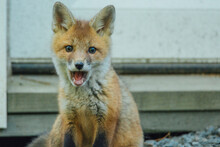 Portrait Of Red Fox With Mouth Open Sitting By Wall