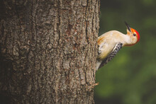 Close-up Of Red-bellied Woodpecker Perching On Tree Trunk In Forest