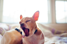 Close-up Of Chihuahua Yawning While Sitting On Bed At Home
