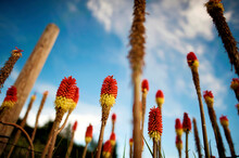 Low Angle View Of Aloe Vera Flowers Growing In Farm Against Sky