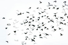 Digital Composite Image Of Silhouette Birds Flying With Shadows On White Background