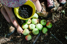 Overhead View Of Girl Collecting Apples And Blackberries