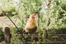 Hen On Wooden Fence Against Plants