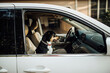© Cavan Images - Side view of dog in car