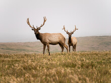 Portrait Of Full Length Of Elk Standing On Field Against Clear Sky