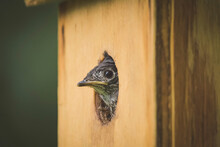 Close-up Of Bird Peeking From Wooden Birdhouse