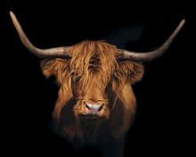 Close-up Of Highland Cattle Against Black Background
