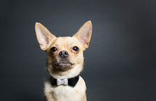 Portrait Of Chihuahua With Pet Collar Against Gray Background