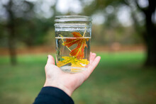 Cropped Hand Of Boy Holding Maple Leaves In Water Filled Jar At Backyard